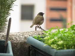 Bird on the street