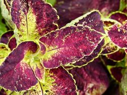 Leaves of a decorative plant