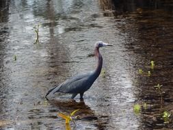 Egret in the water on a lake in Louisiana