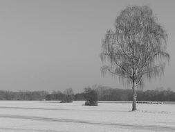 lonely birch snow winter landscape