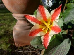 spring wild tulip