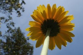 bottom view of the yellow flower