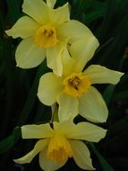 blooming daffodils in spring garden
