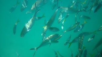 fishes clear water
