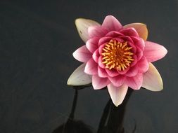 toothy lotus flowers