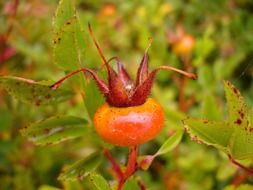 rose hip berry on the bush