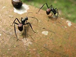 Ants on the wood