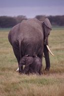 Mother and baby elephants