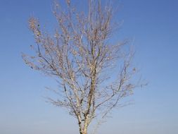 tree dead winter fall