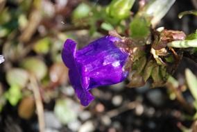 purple bell shaped flower