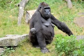 gorilla monkey in the wildlife