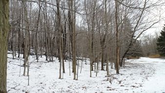 snow in the forest in December