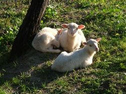 White sheep lie under a tree