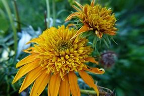 Beautiful yellow and orange flowers in a garden