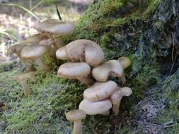 wild mushrooms cluster close-up