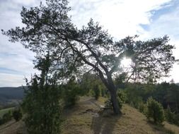 pine tree on a hill in bright sunlight