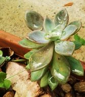organic green succulent