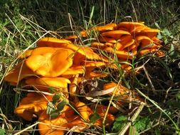 luminous mushrooms