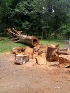 splendiferous wood log