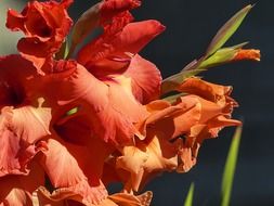 orange bouquet of gladiolus