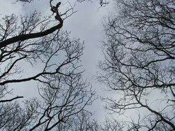 tree branches under the sky in November