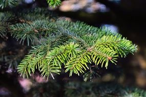 closeup of a fir branch with needles