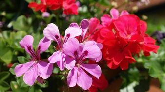 Summer geranium flowers