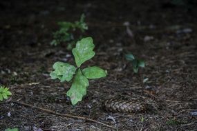 new oak tree and pine cone at forest