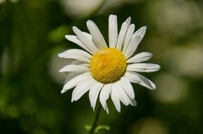 white daisy with yellow fluffy core