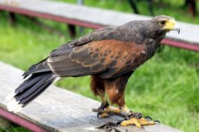 portrait of bird of prey on wooden bench