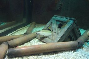 fish in the underwater world