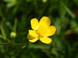 Yellow flower of a buttercup on a wild field