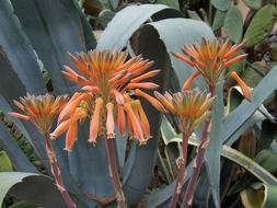 agave flowers