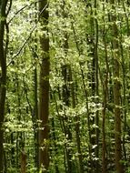 A lot of the trees under the light in the forest