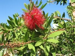 Pink flower in Australia