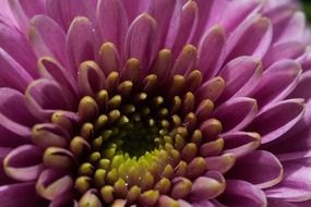 purple aster with thin petals