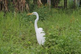 white heron among green grass