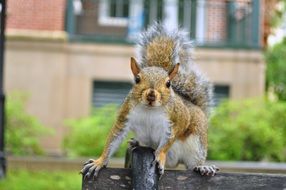 beautiful and delightful squirrel