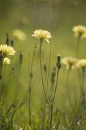 false dandelion, Hypochaeris radicata at wild