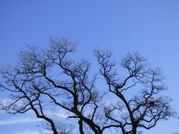 bare crown of tree at evening sky