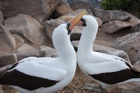 mating ritual of white birds