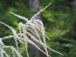 White blossoms in a forest