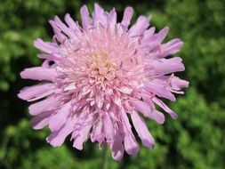 scabiosa columbaria close up