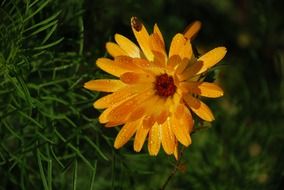 orange flower with drops closeup