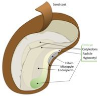 painted seed with signed parts as an illustration