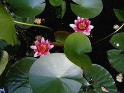aquatic plant with bright flowers