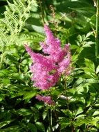 astillbe pink