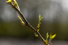 Green buds on branch spring