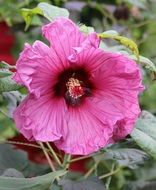 pink hibiscus with nectar