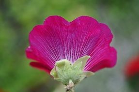 colorful pink flower scenery close